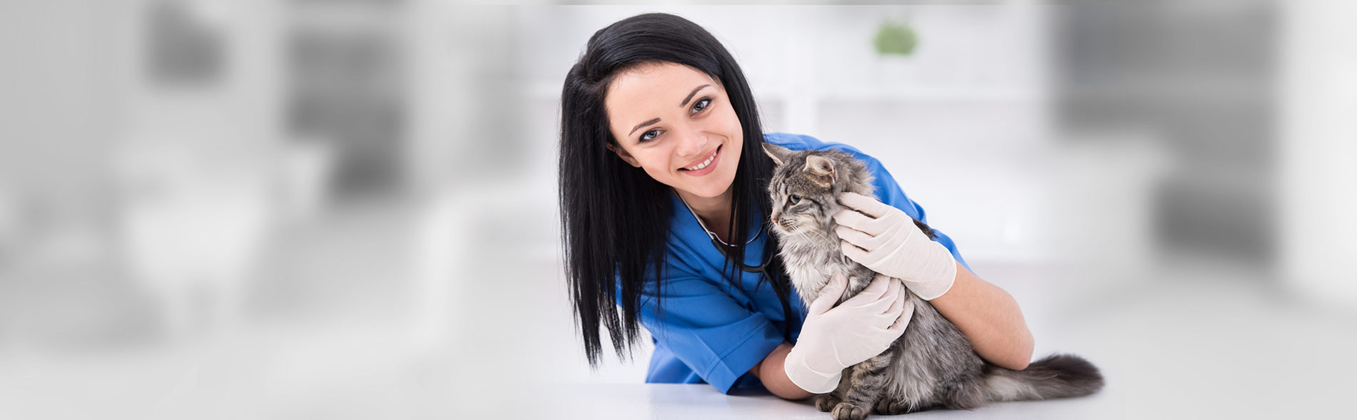 vet with a cat about to get a vaccine